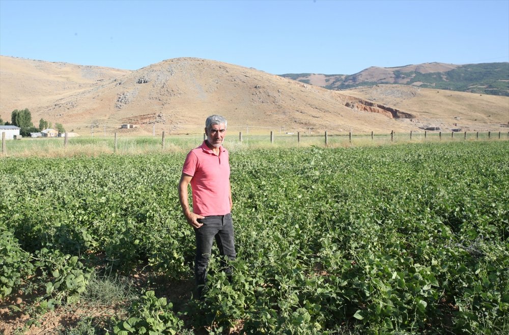 Atıl durumdaki arazilerden 200 milyon lira gelir elde edildi