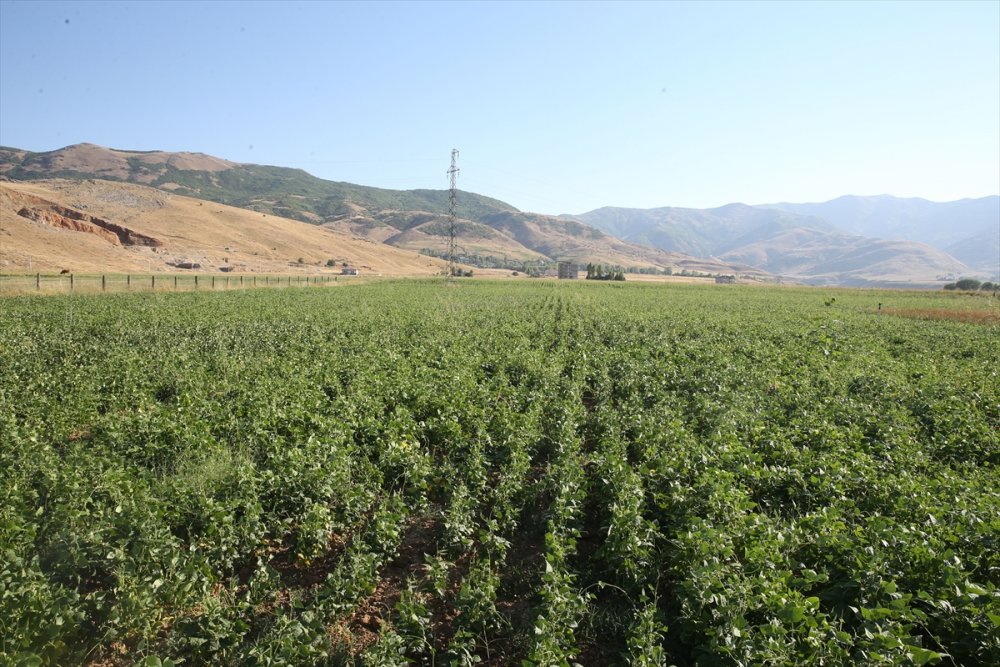 Atıl durumdaki arazilerden 200 milyon lira gelir elde edildi