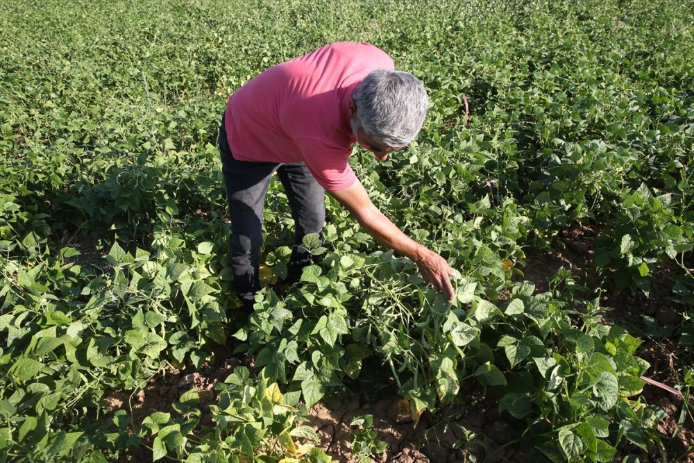 Atıl durumdaki arazilerden 200 milyon lira gelir elde edildi