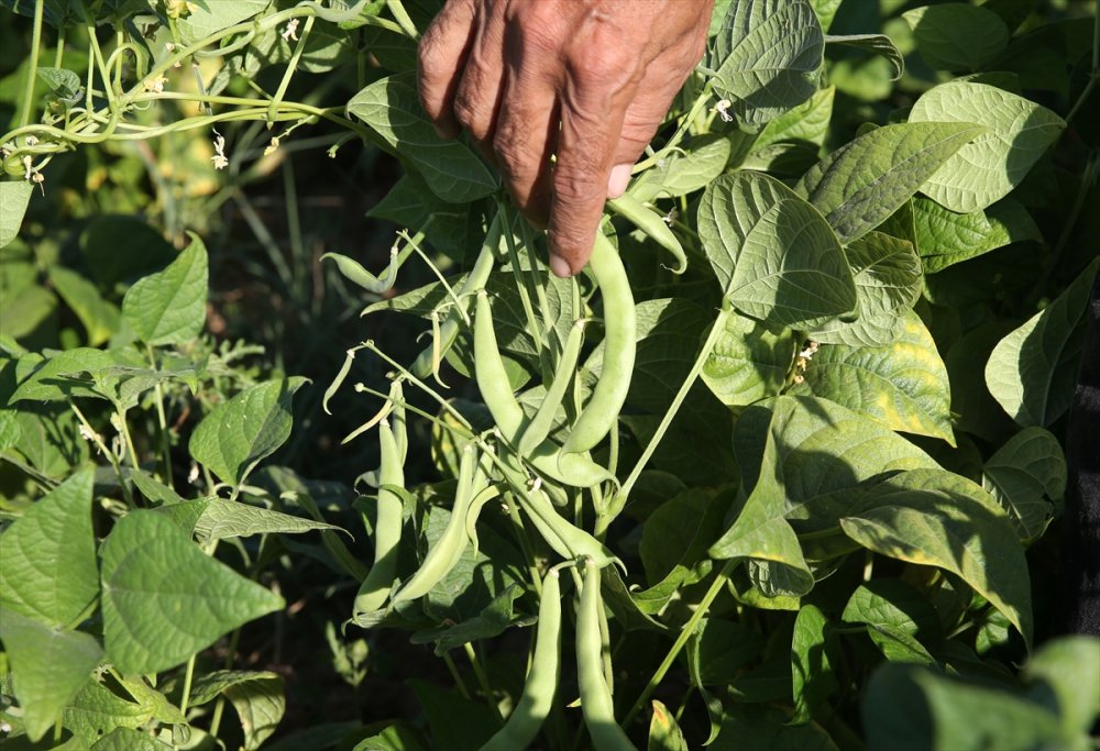 Atıl durumdaki arazilerden 200 milyon lira gelir elde edildi