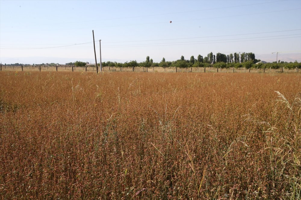 Atıl durumdaki arazilerden 200 milyon lira gelir elde edildi