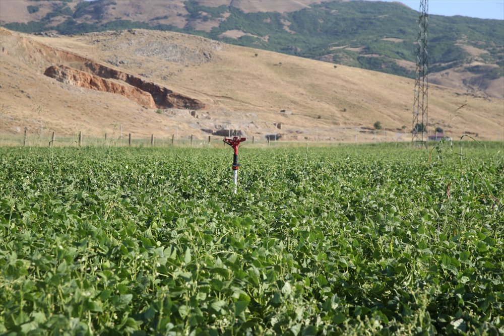 Atıl durumdaki arazilerden 200 milyon lira gelir elde edildi