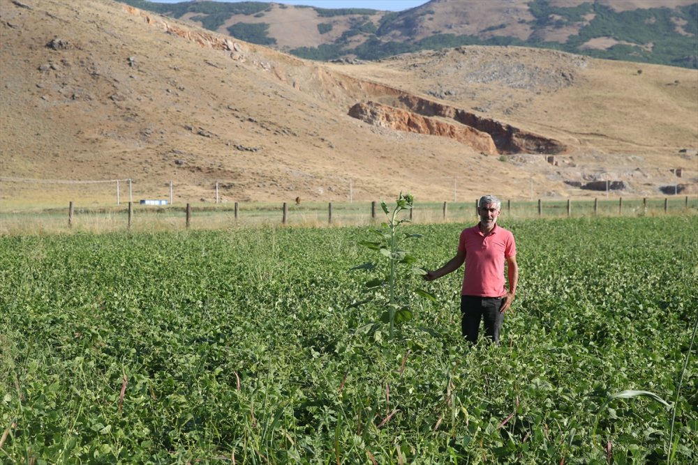Atıl durumdaki arazilerden 200 milyon lira gelir elde edildi