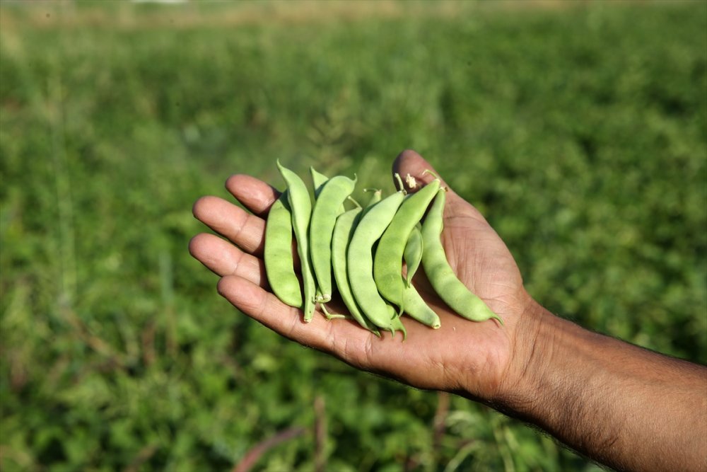 Atıl durumdaki arazilerden 200 milyon lira gelir elde edildi