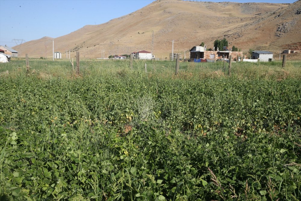 Atıl durumdaki arazilerden 200 milyon lira gelir elde edildi
