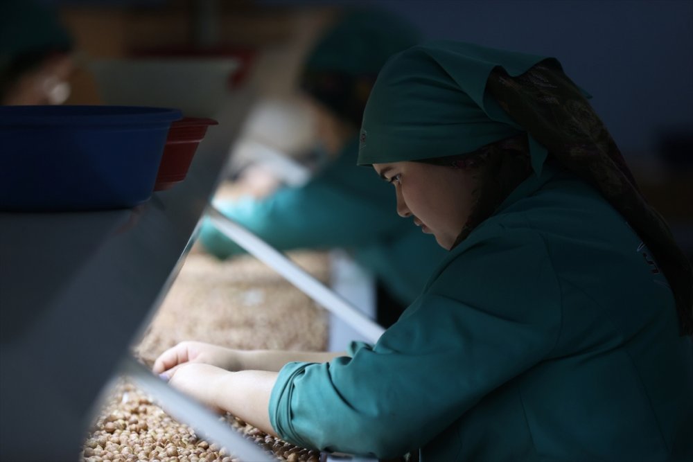 Fındık ayıklama işinde 70 kadın çalışıyor