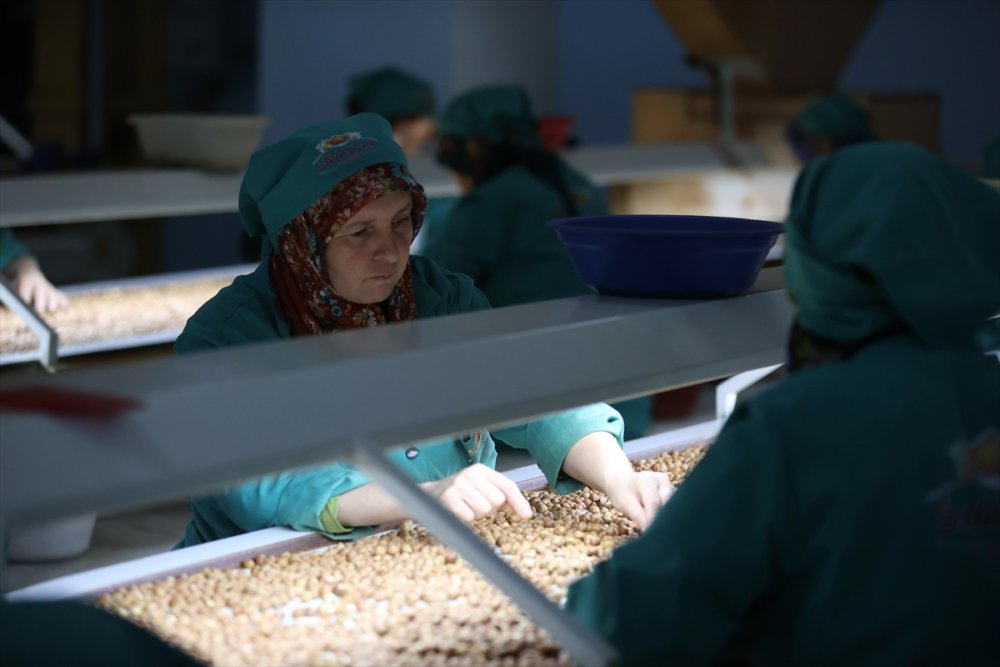 Fındık ayıklama işinde 70 kadın çalışıyor