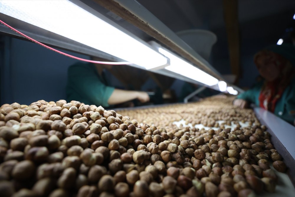 Fındık ayıklama işinde 70 kadın çalışıyor