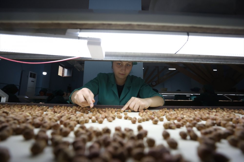 Fındık ayıklama işinde 70 kadın çalışıyor