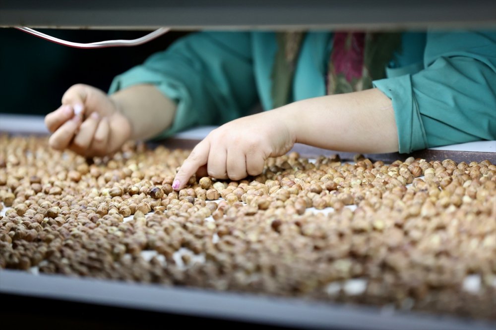 Fındık ayıklama işinde 70 kadın çalışıyor