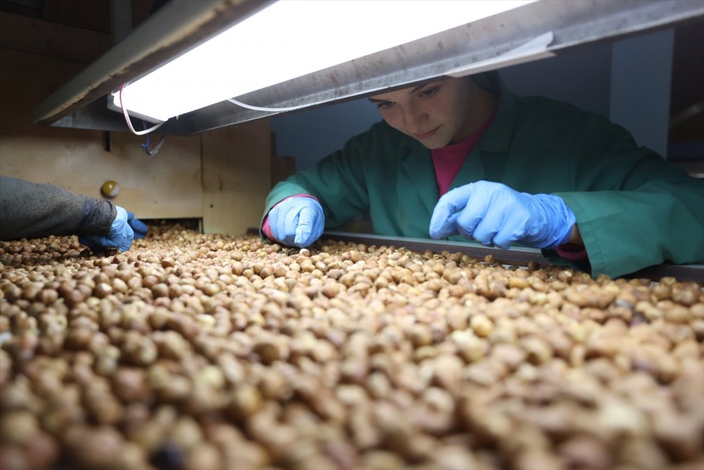 Fındık ayıklama işinde 70 kadın çalışıyor