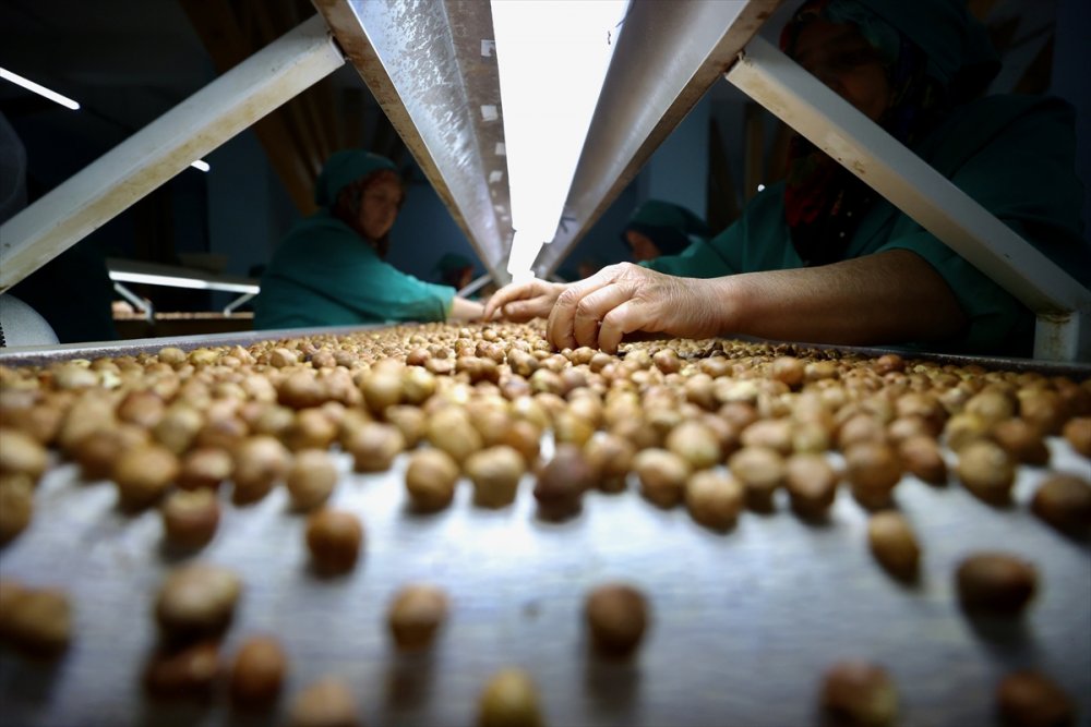 Fındık ayıklama işinde 70 kadın çalışıyor