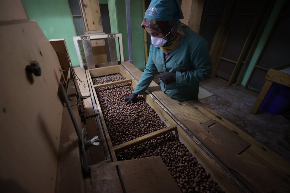 Fındık ayıklama işinde 70 kadın çalışıyor