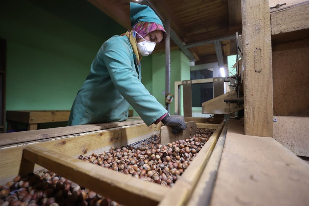 Fındık ayıklama işinde 70 kadın çalışıyor