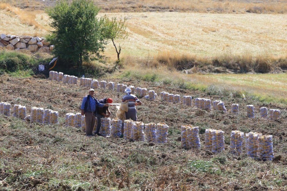 Hedef, patates üretimi ve çeşitliliği artırmak