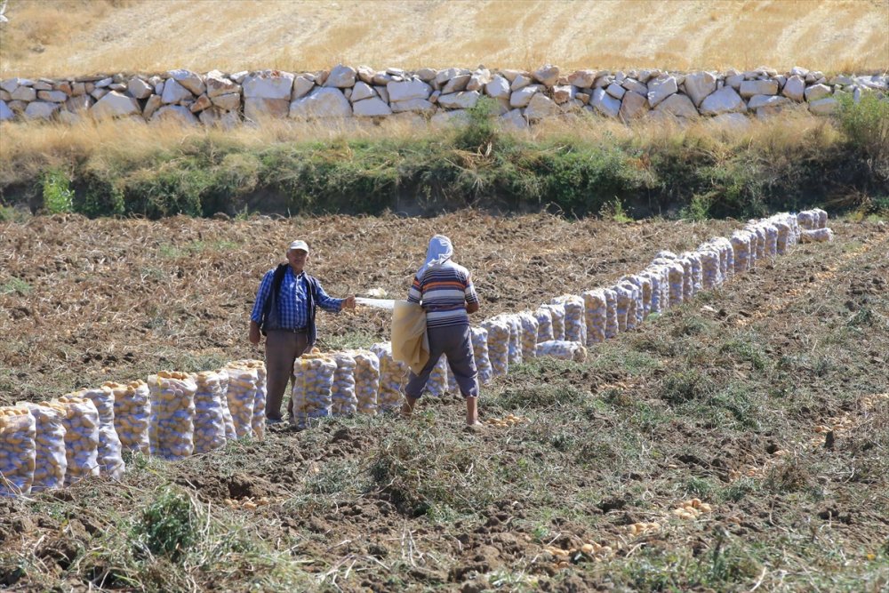 Hedef, patates üretimi ve çeşitliliği artırmak