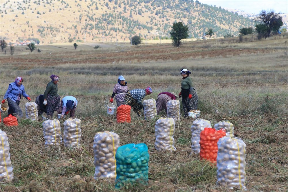 Hedef, patates üretimi ve çeşitliliği artırmak