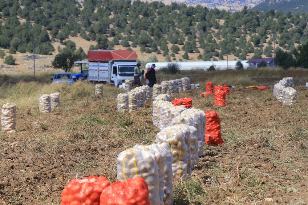 Hedef, patates üretimi ve çeşitliliği artırmak