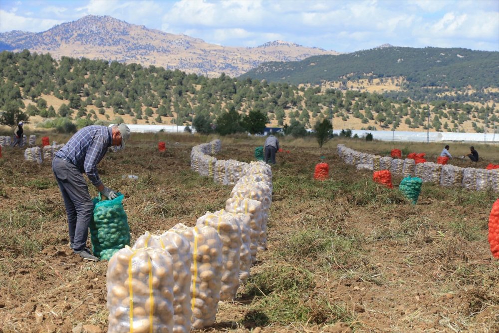 Hedef, patates üretimi ve çeşitliliği artırmak