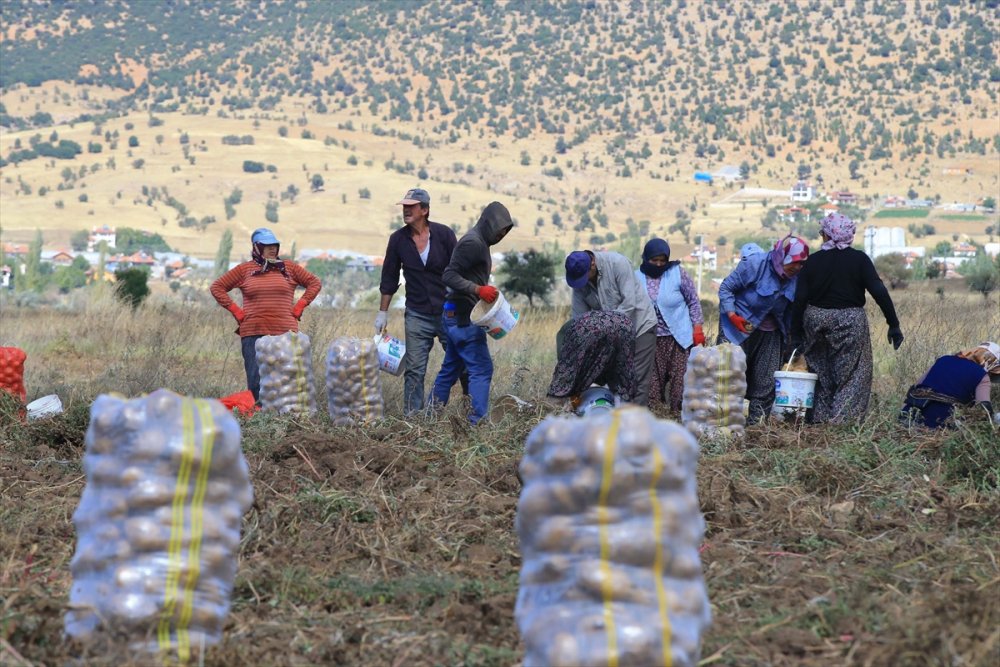 Hedef, patates üretimi ve çeşitliliği artırmak