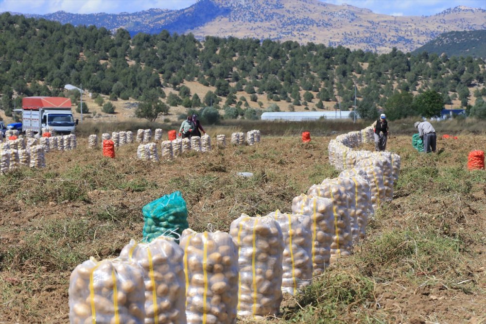 Hedef, patates üretimi ve çeşitliliği artırmak