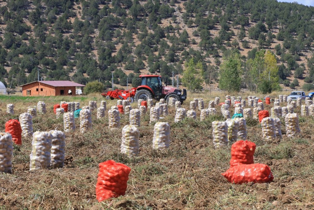 Hedef, patates üretimi ve çeşitliliği artırmak