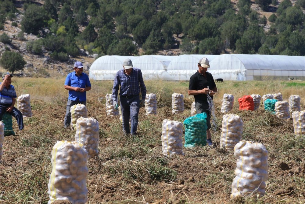Hedef, patates üretimi ve çeşitliliği artırmak