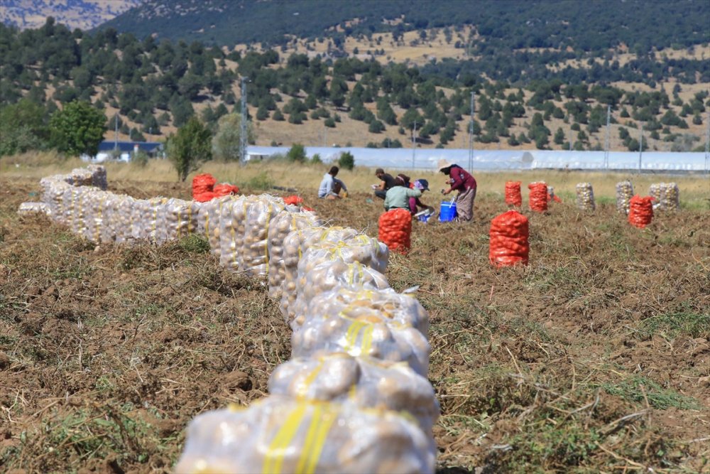 Hedef, patates üretimi ve çeşitliliği artırmak