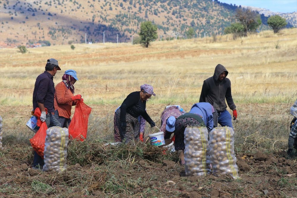 Hedef, patates üretimi ve çeşitliliği artırmak