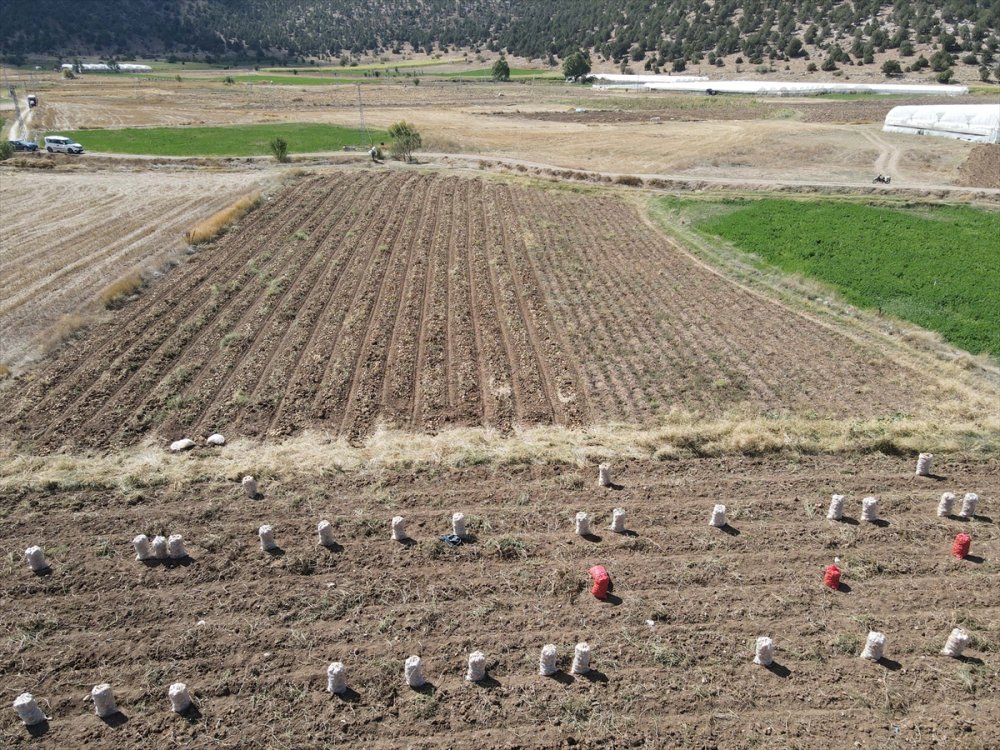 Hedef, patates üretimi ve çeşitliliği artırmak