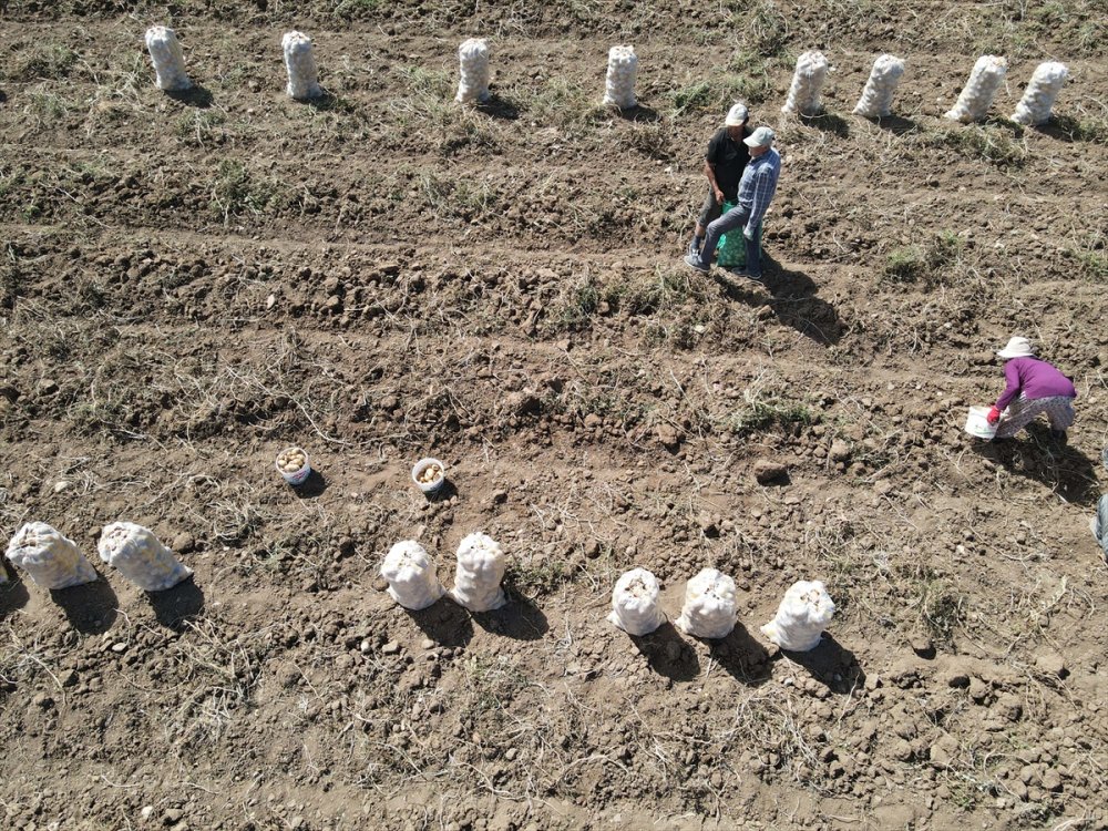 Hedef, patates üretimi ve çeşitliliği artırmak