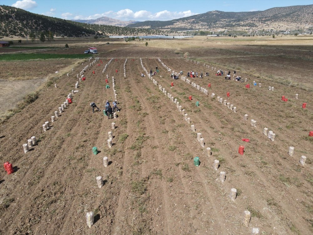 Hedef, patates üretimi ve çeşitliliği artırmak
