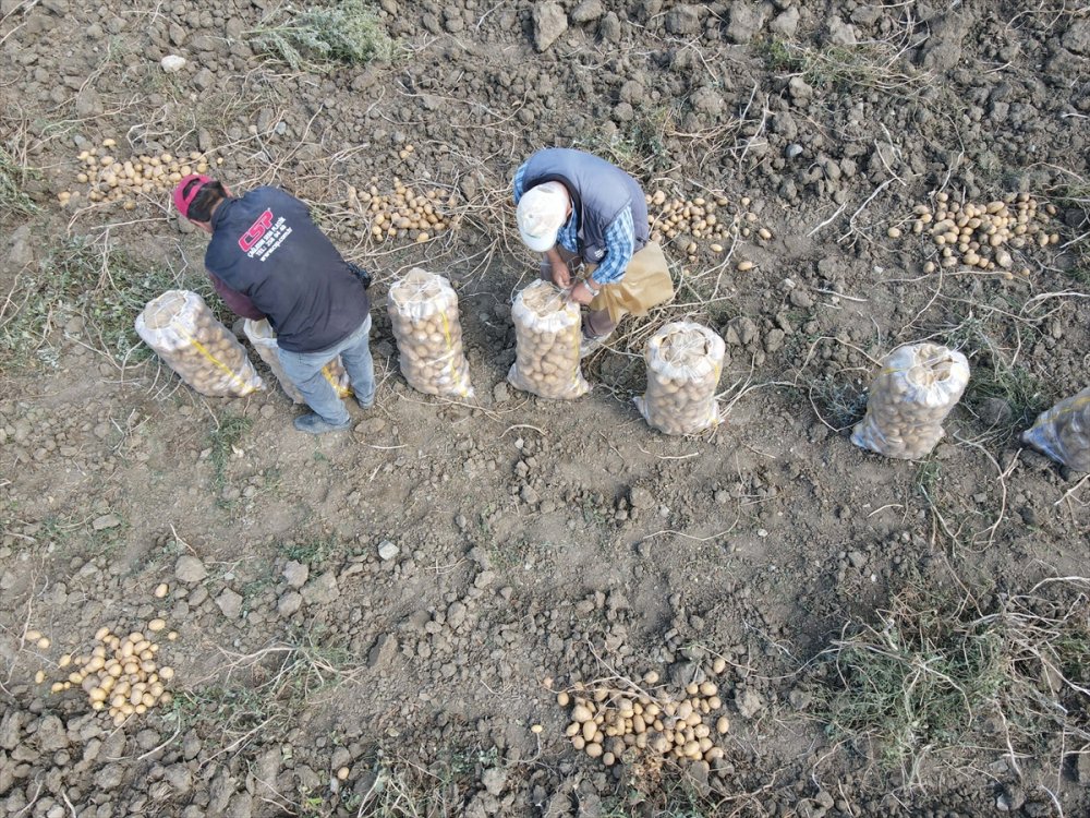 Hedef, patates üretimi ve çeşitliliği artırmak