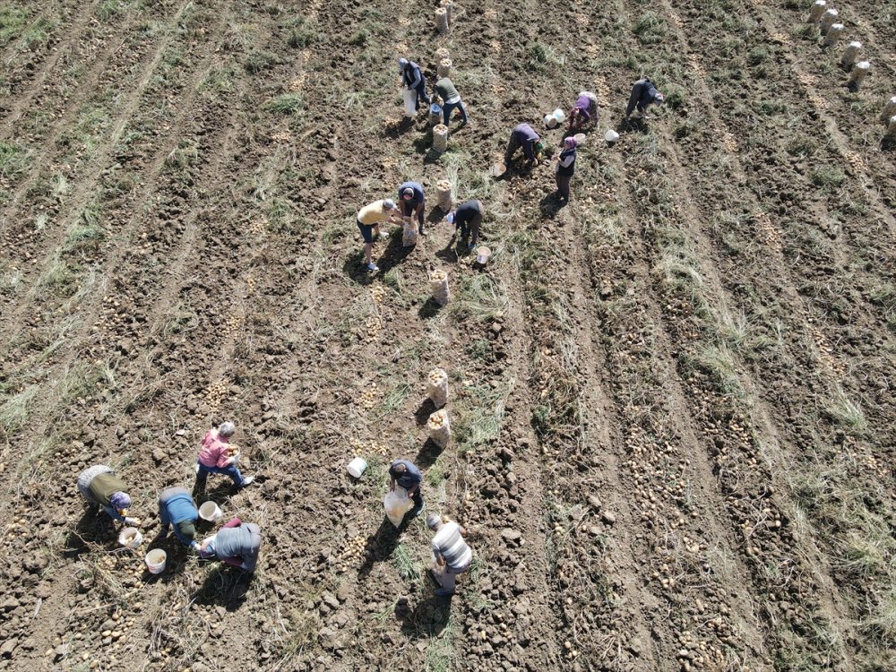 Hedef, patates üretimi ve çeşitliliği artırmak