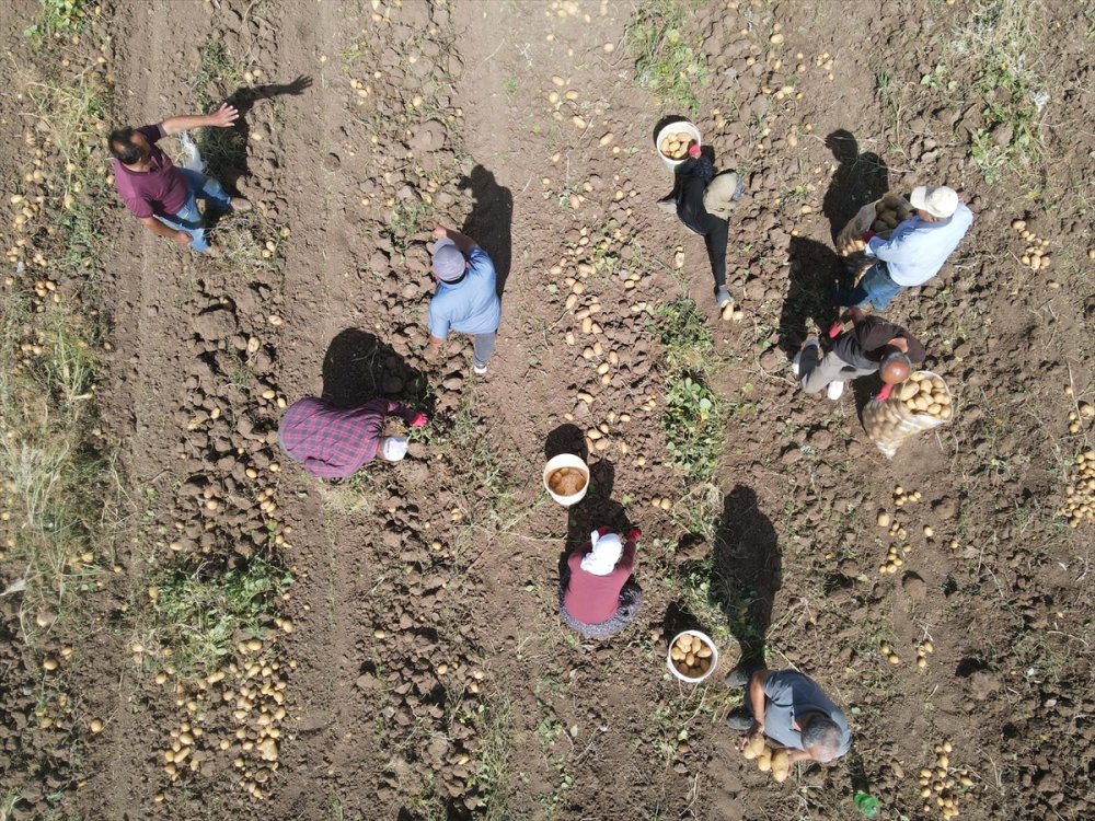 Hedef, patates üretimi ve çeşitliliği artırmak