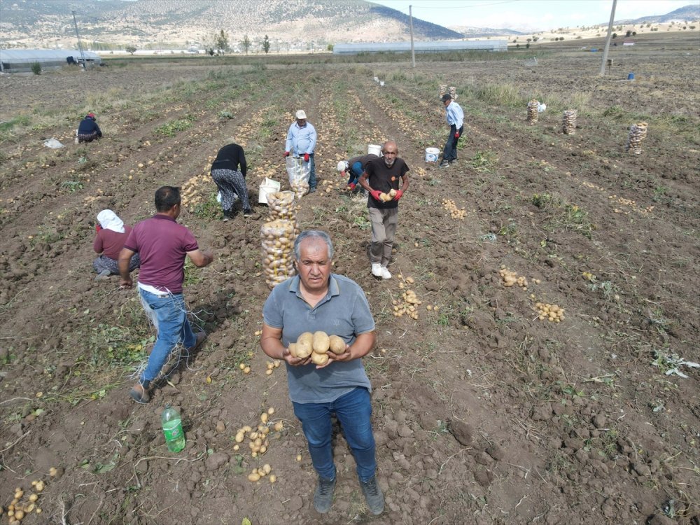 Hedef, patates üretimi ve çeşitliliği artırmak