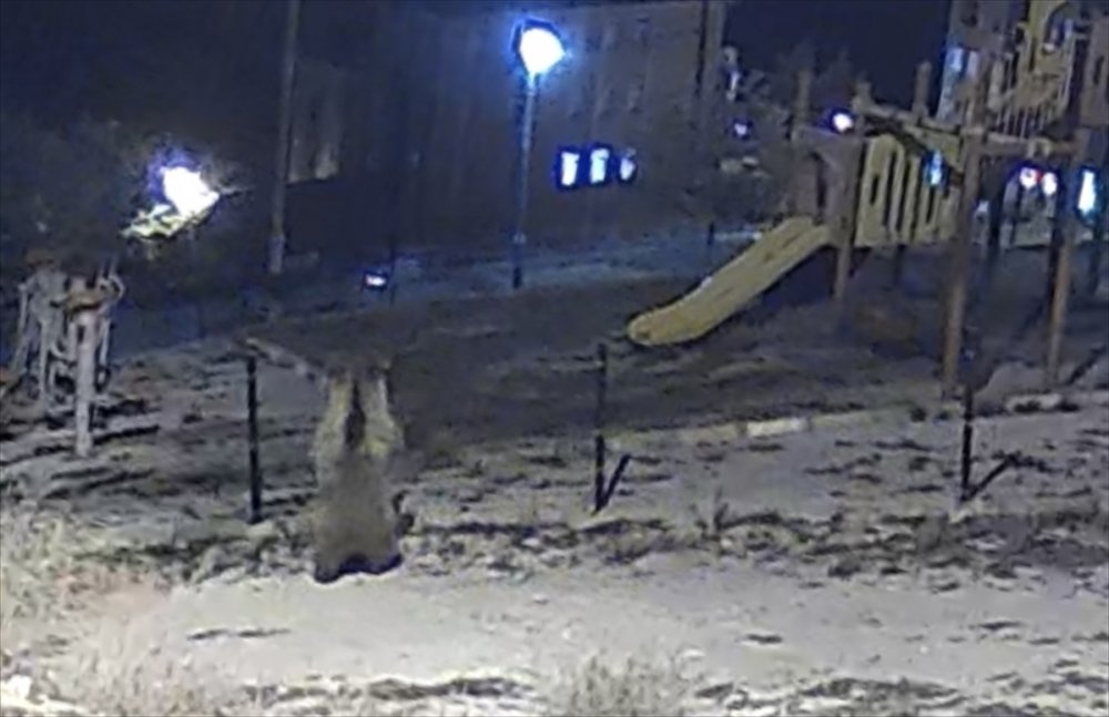 Çocuk parkında ayı görüntülendi