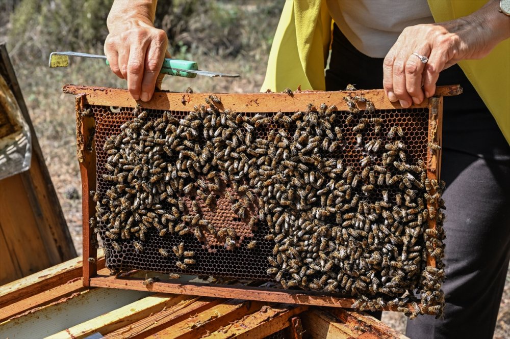 Yaban arılarının azalıyor, tarım zararlılarının artıyor