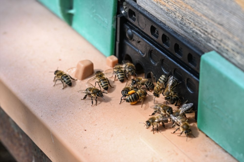 Yaban arılarının azalıyor, tarım zararlılarının artıyor