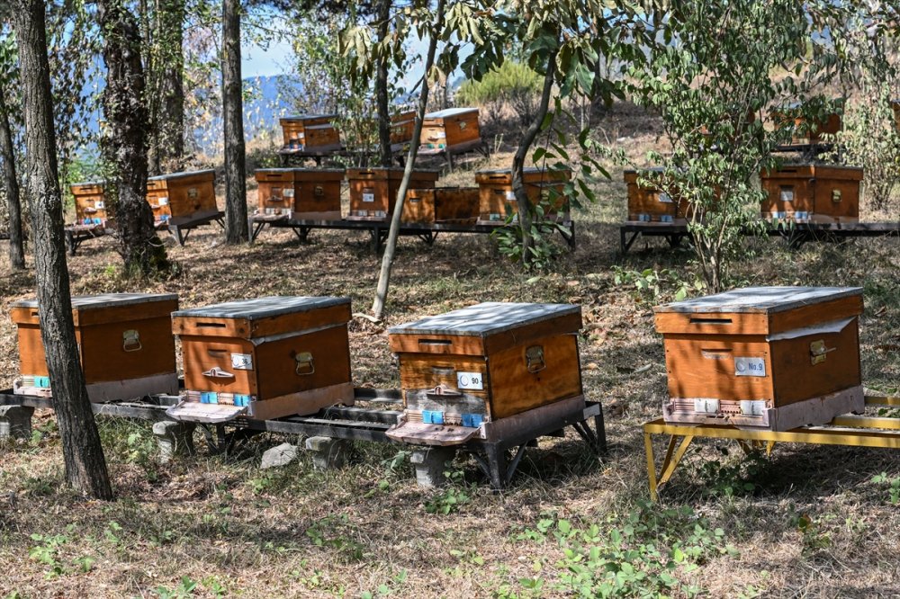 Yaban arılarının azalıyor, tarım zararlılarının artıyor