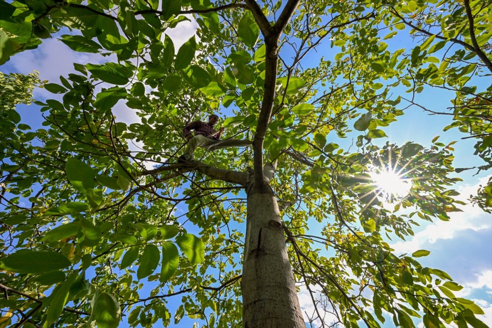 Dağların eteklerinden toplanan cevizler ülke geneline gönderiliyor