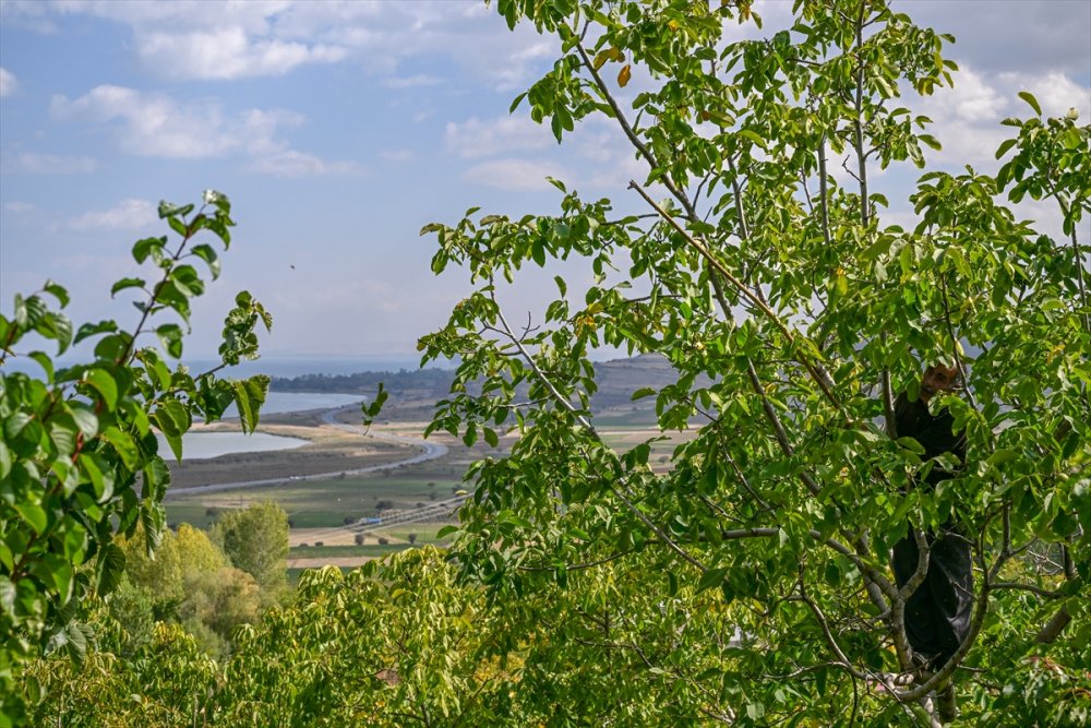 Dağların eteklerinden toplanan cevizler ülke geneline gönderiliyor