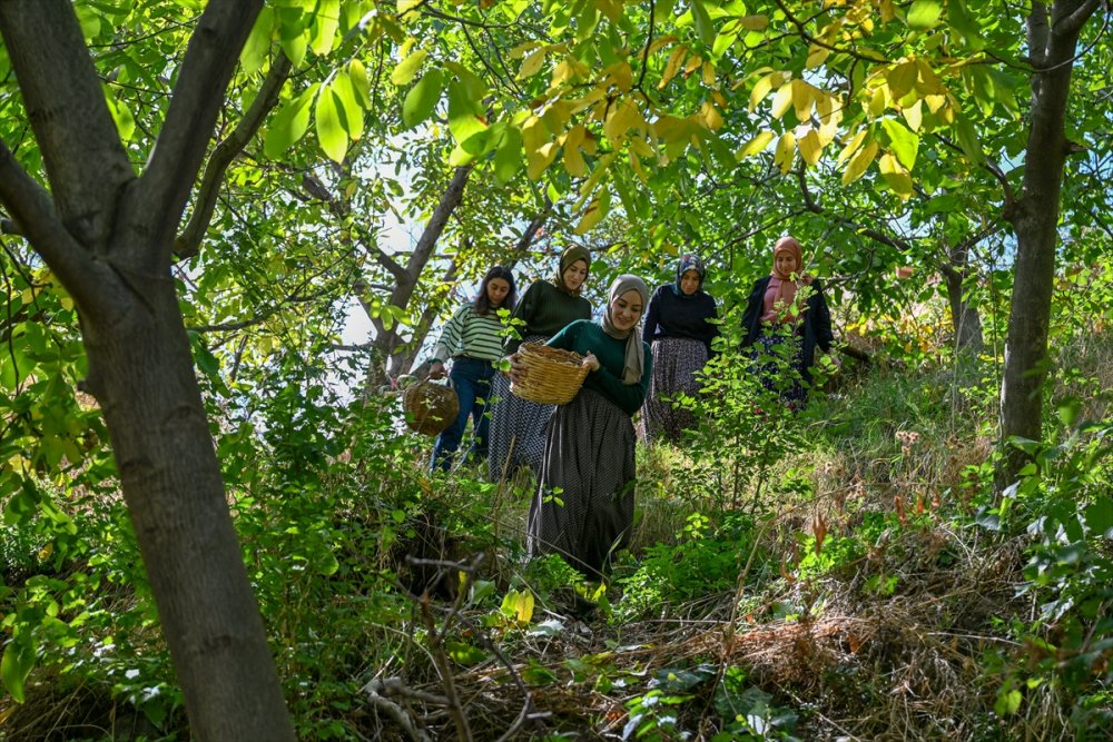 Dağların eteklerinden toplanan cevizler ülke geneline gönderiliyor
