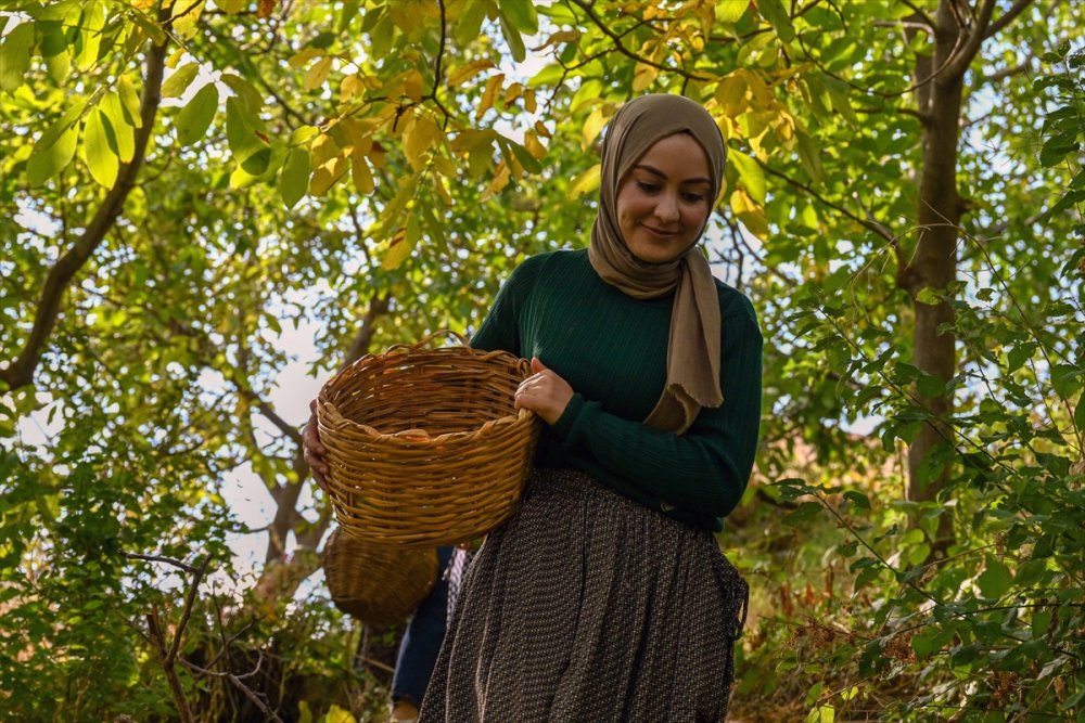 Dağların eteklerinden toplanan cevizler ülke geneline gönderiliyor