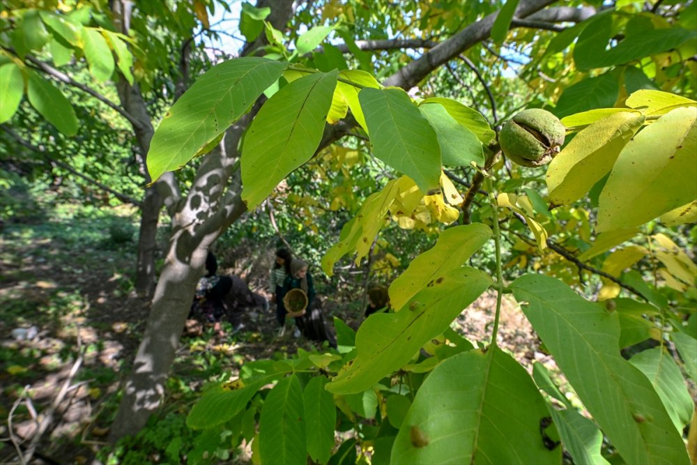 Dağların eteklerinden toplanan cevizler ülke geneline gönderiliyor