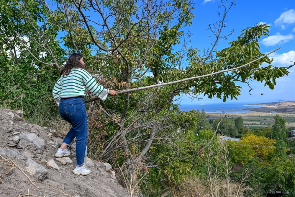 Dağların eteklerinden toplanan cevizler ülke geneline gönderiliyor