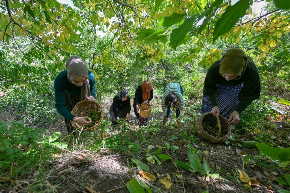 Dağların eteklerinden toplanan cevizler ülke geneline gönderiliyor