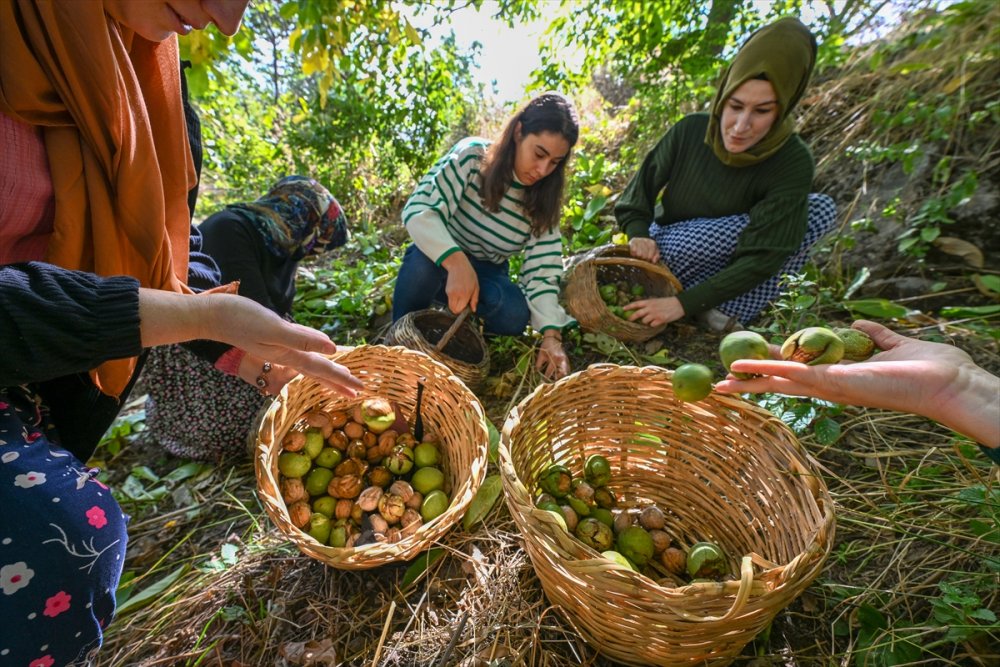 Dağların eteklerinden toplanan cevizler ülke geneline gönderiliyor