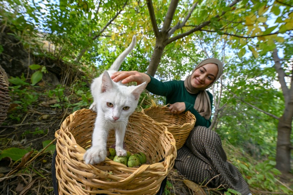 Dağların eteklerinden toplanan cevizler ülke geneline gönderiliyor