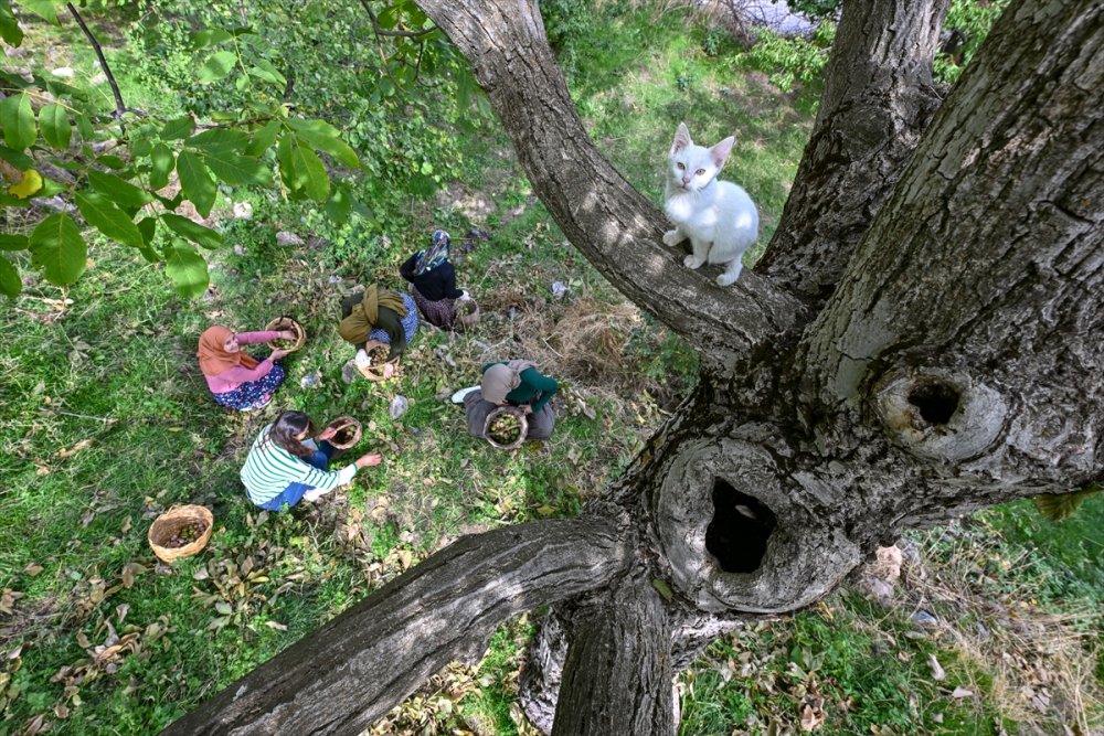 Dağların eteklerinden toplanan cevizler ülke geneline gönderiliyor